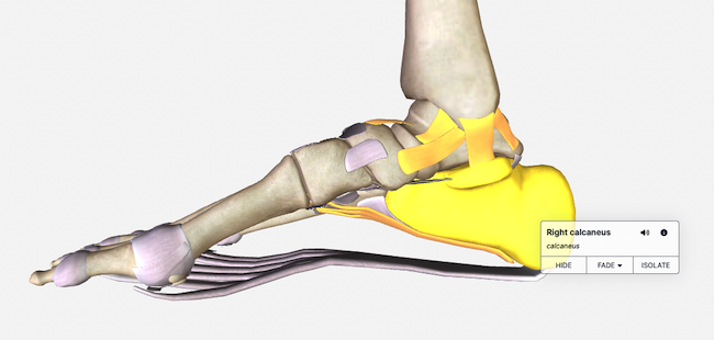 anatomy labels ON_aug23.png