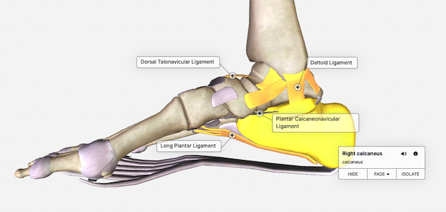 anatomy labels ON with Studio labels_aug23.png