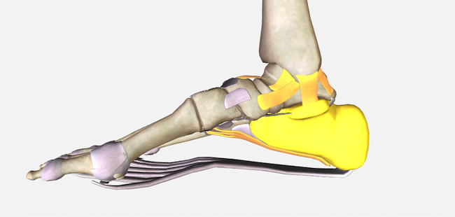 anatomy labels OFF_aug23.png