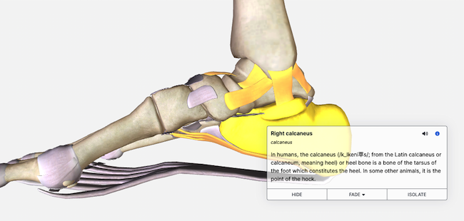anatomy info_aug23.png