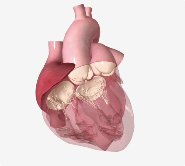 selectable heart chambers_sep23.gif