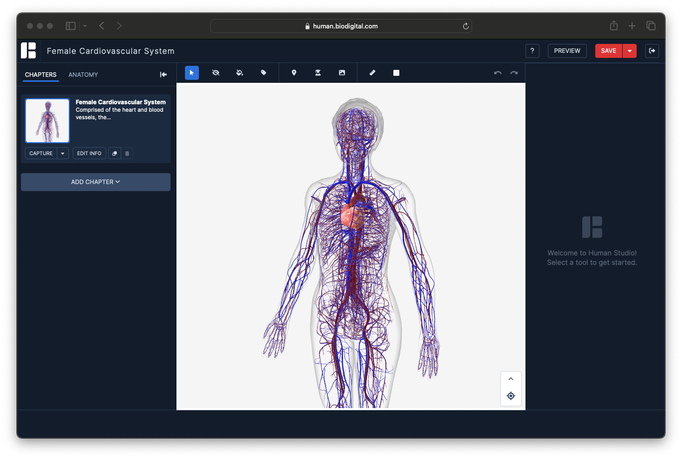positions_cardiovascular system_studio_original position_may24.png