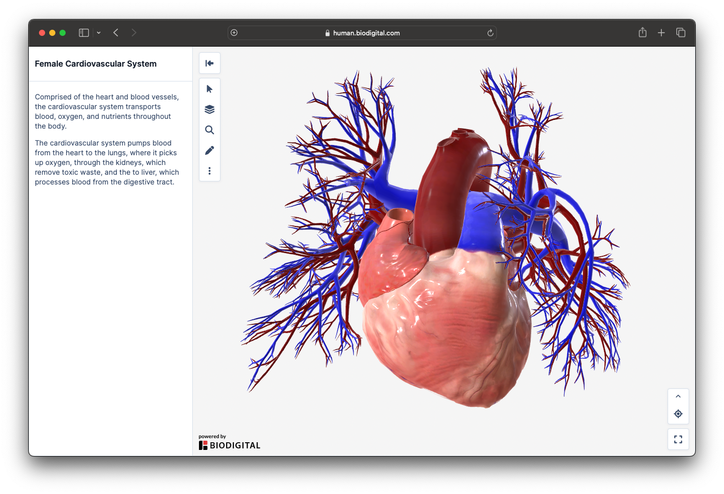 cardiovascular system_viewer_position updated_may24.png
