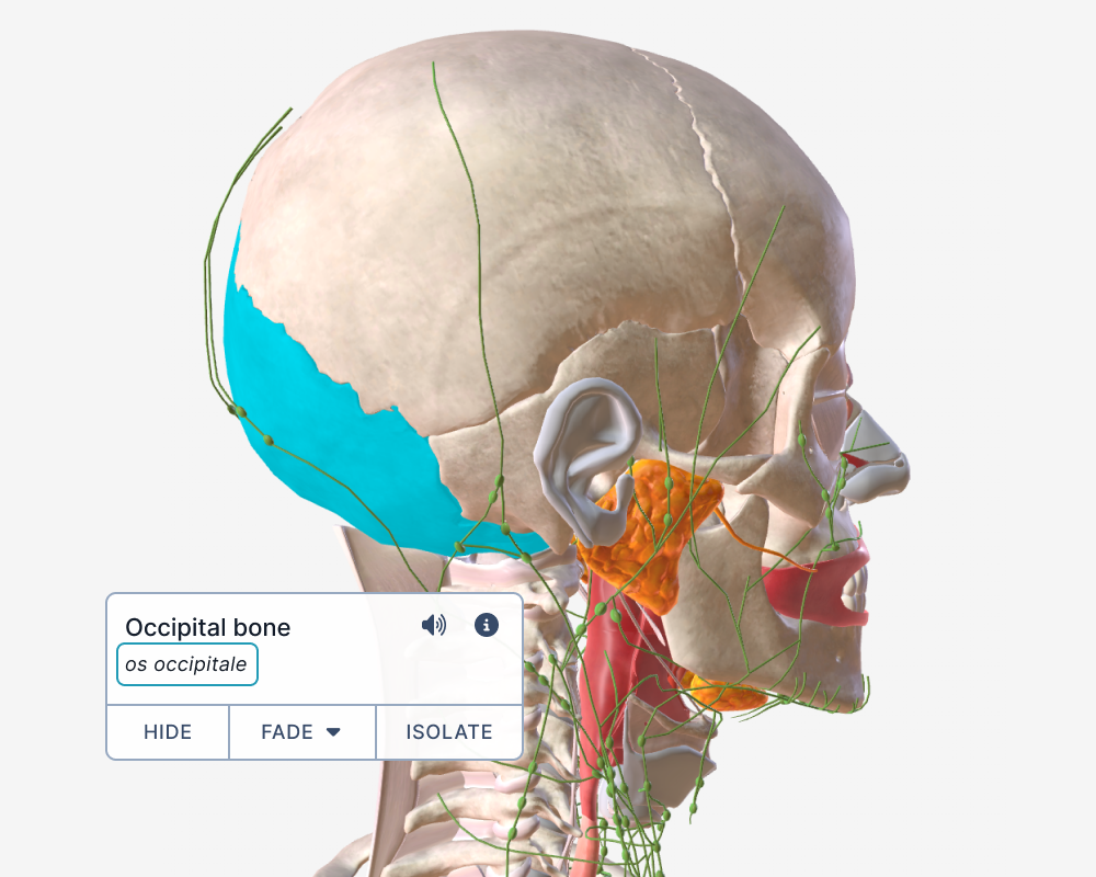 latin terms in 98 percent of anatomical structures@2x.png