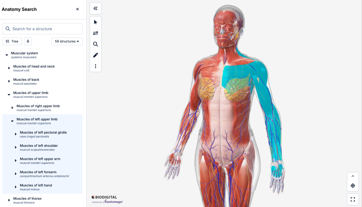 anatomy_tree_viewer_july25.png