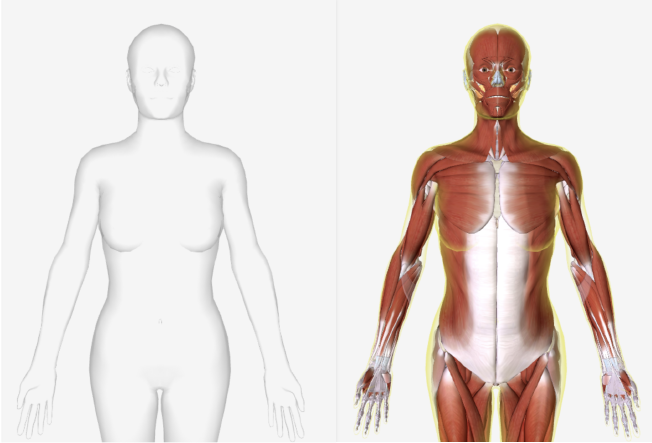 How Do Websites Function Like A Human Body?, Goldlilys Media