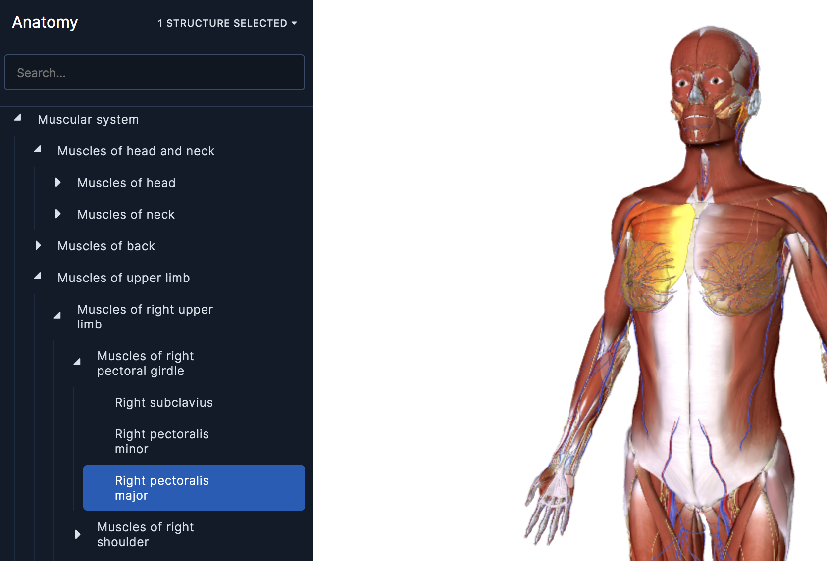 Use The Anatomy Tree To Explore Anatomy At Different Levels Of Detail Human Support