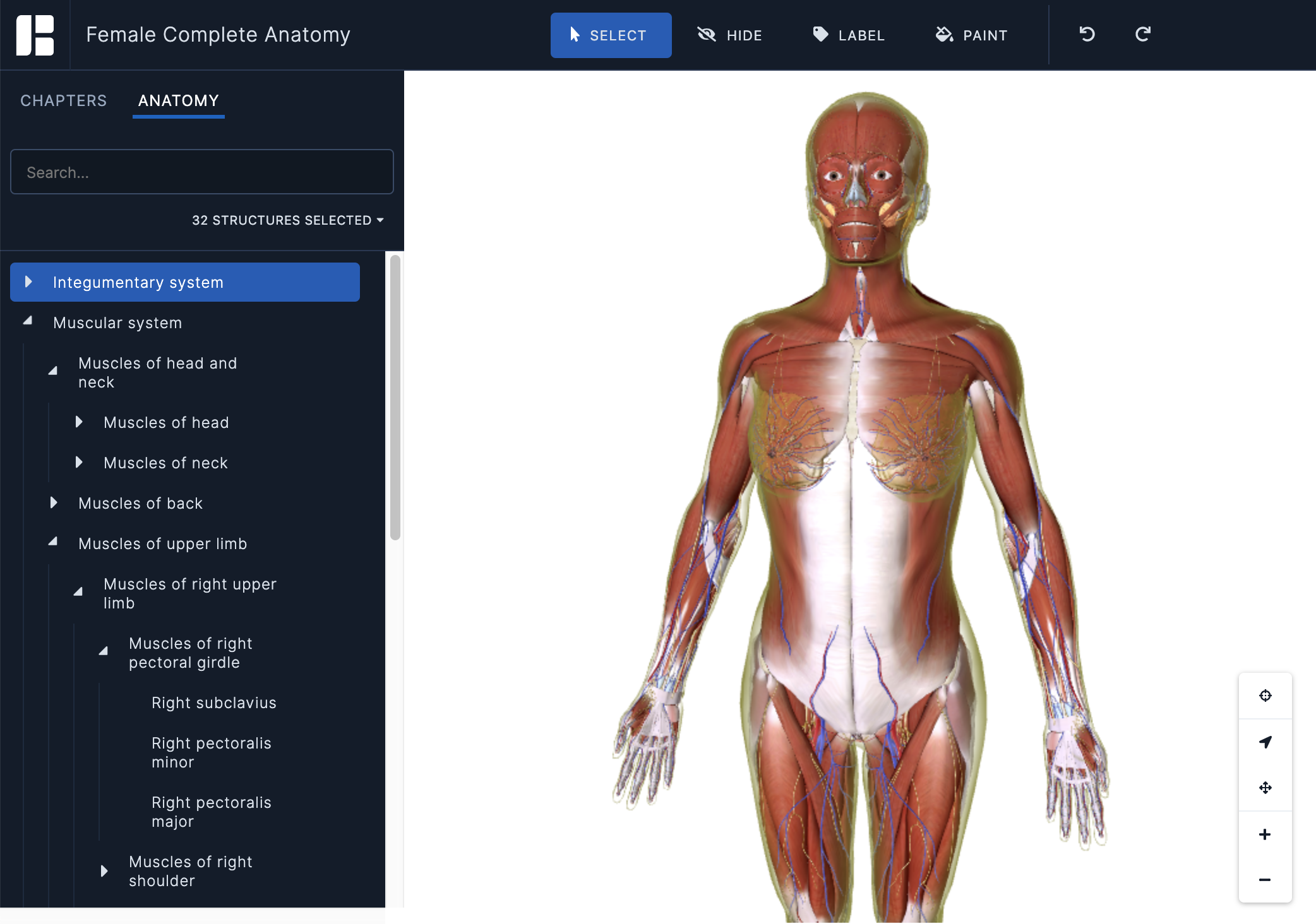 human body skin