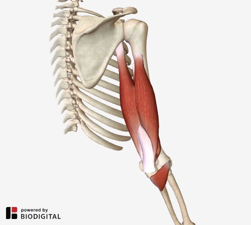 tutorial for essential anatomy 3