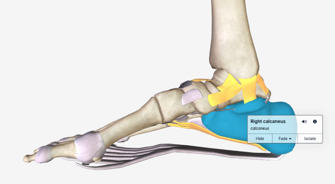 anatomy labels_enabled_sep26.png
