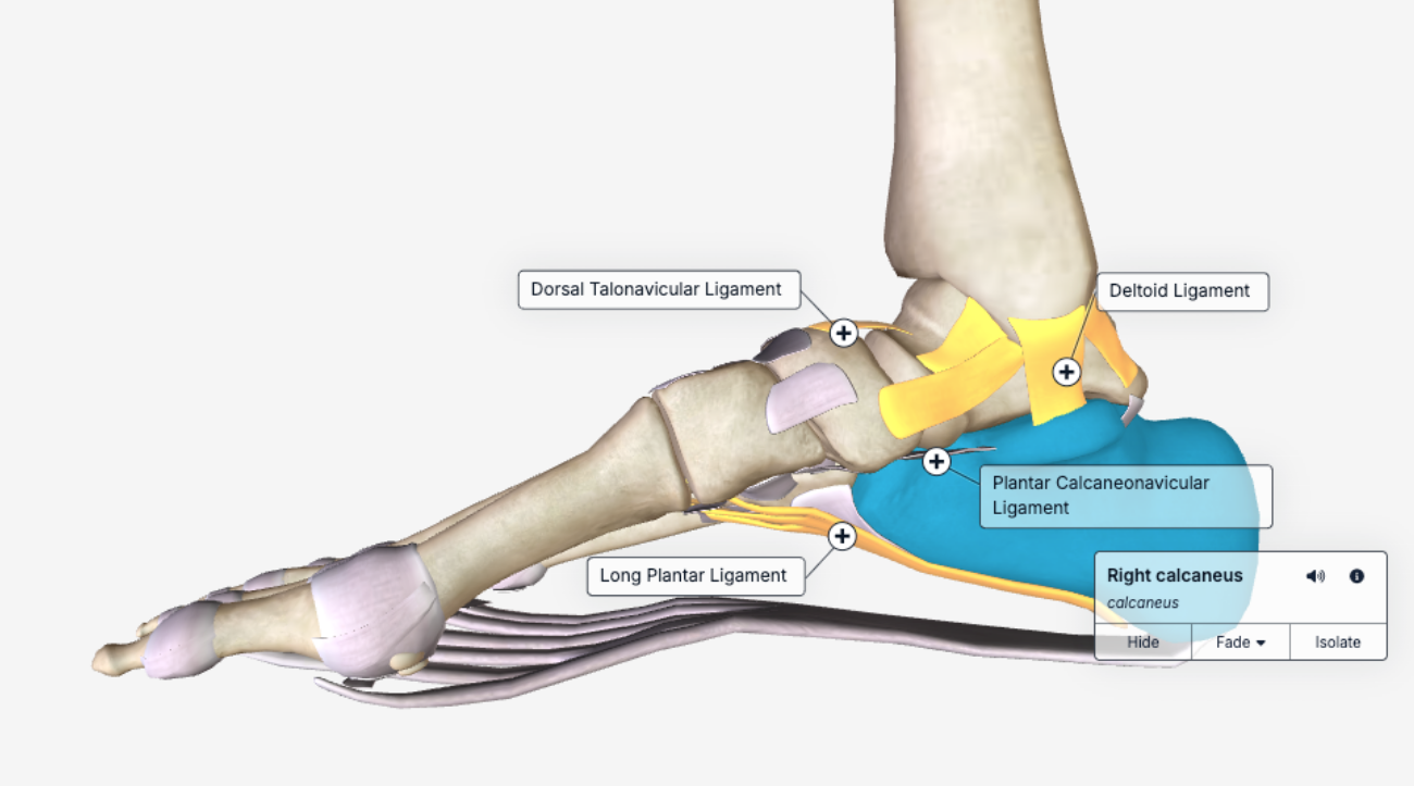 anatomy labels_enabled_with studio labels_sep26.png