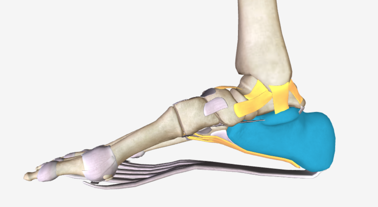 anatomy labels_disabled_sep26.png