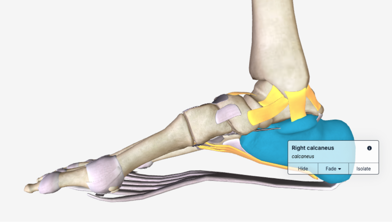 anatomy labels_info icon_enabled_sep26.png