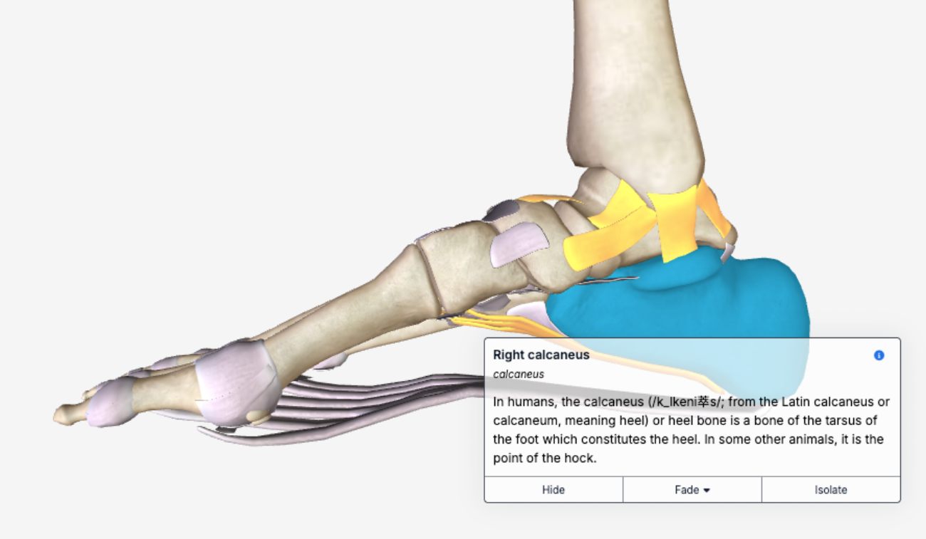anatomy labels_info icon_expanded_sep26.png