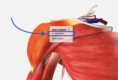 anatomy_latin_name_jan22.png