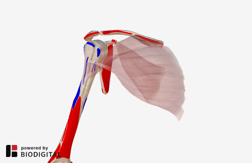 origins___insertions_muscles_added_jan22.png