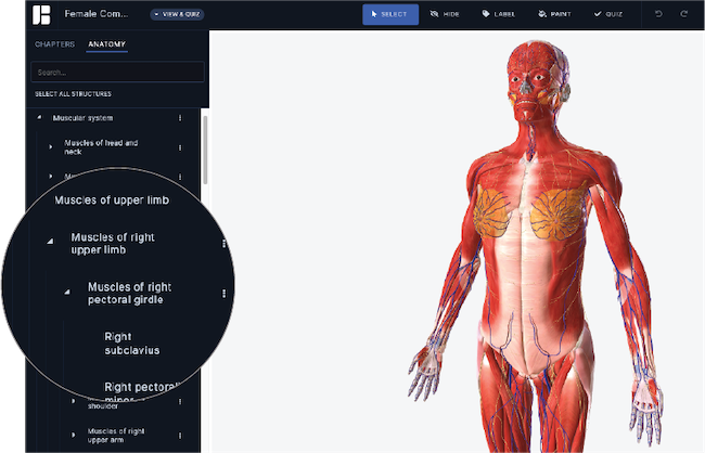 Muscles of right upper limb