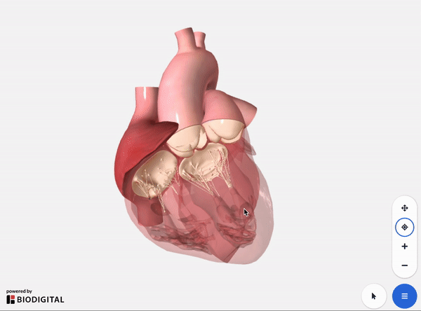 unselectable_heart_chambers_mar22.gif